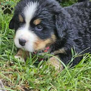 Gwen, Bernese Mountain Dog Puppy